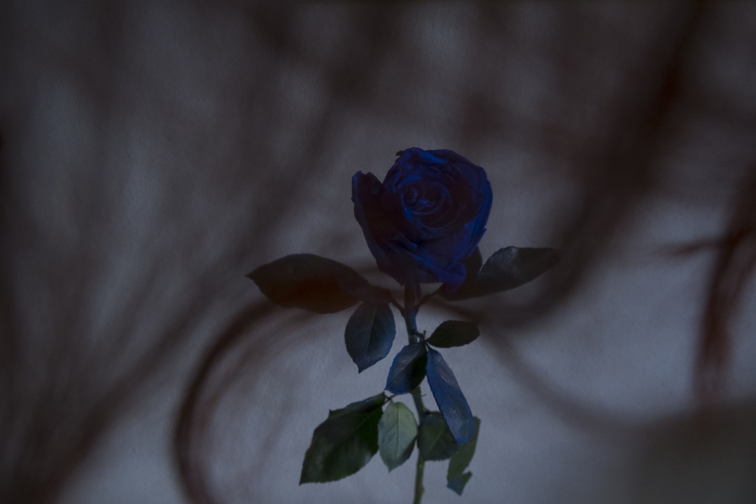 5-DSCF9951